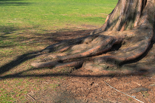 Old dawn redwood tree roots, deforestation problem concept