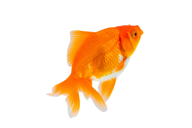 istock Oranda goldfish isolated on white background close up 1993775826