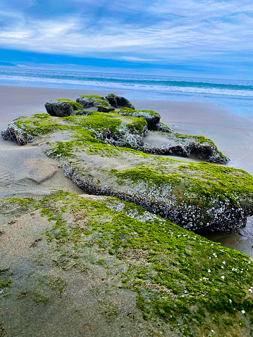 Nature landscape Point Reyes, California. The photography is of a row of algae covered stones leading into the ocean.