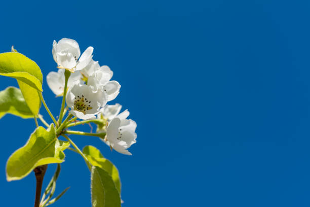Flowering pear branch against the blue sky, Ukraine