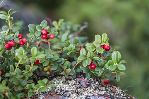 lingonberry bushes growing on the rocks. green leaves and red berries of northern lingonberry. natural plant background