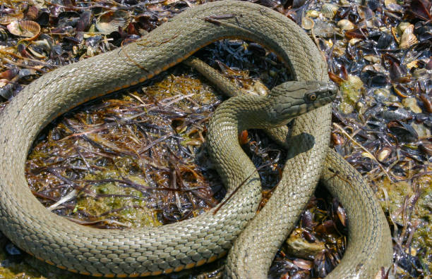 istock The dice snake (Natrix tessellata) lies on a stone, Tiligul estuary, Ukraine 1993778581