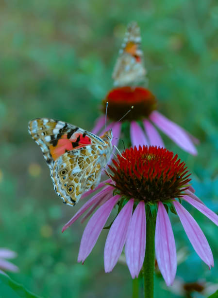 Painted lady (Vanessa cardui), butterfly sits on an Echinacea purpurea flower and drinks nectar