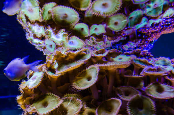 Colorful button corals swaying under the sea water, Green White Striped Polyp (Zoanthus sp.)