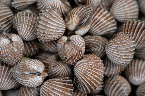 Ark clam is the common name for a family of small to large-sized saltwater clams or marine bivalve molluscs in the family Arcidae.