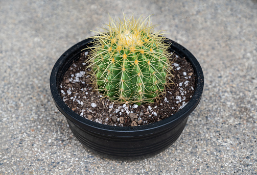 Golden barrel cactus is popular for ornamental plant in contemporary garden designs.