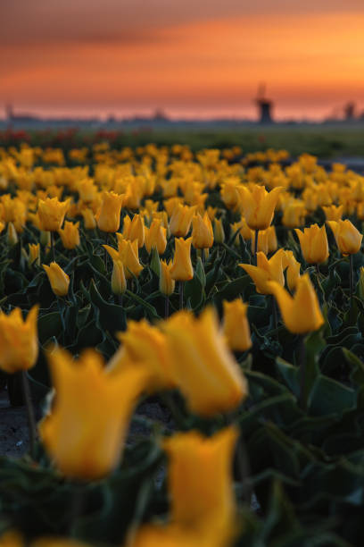 dutch spring scene with colourful tulip fields and a windmill at sunset in the north netherlands - polder windmill space landscape imagens e fotografias de stock