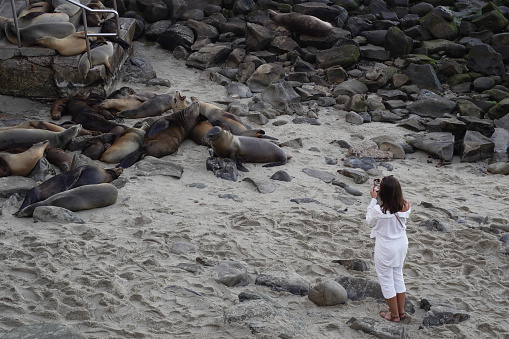 La Jolla Cove- San Diego, CA ,USA- October 3, 2023. A woman taking photos unlawfully close to seals during pupping season. She is ignoring the beach closure and instructions to stay back.