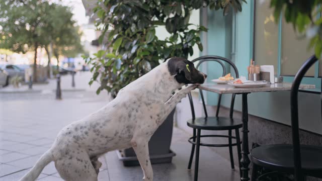 Street dog tries to take food from restaurant table. Stray dogs in urban environment