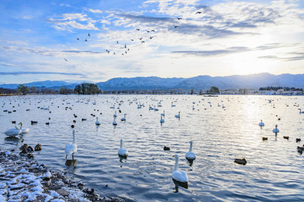 Eskisehir, Turkey, October 26,2022 : A lake in the Sazova park at Eskişehir. Detail photo of the lake. The lake view in the Sazova park is fascinating with its natural beauty.