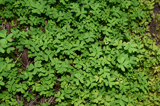 Redwood sorrel, Oxalis oregana, shade-loving perennial ground cover that is edible in small amounts and used by Indigenous North American people for cooking and home remedies.