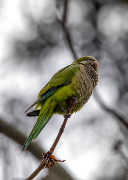 istock Monk Parakeet (Myiopsitta monachus) in El Retiro Park, Madrid 1993878509