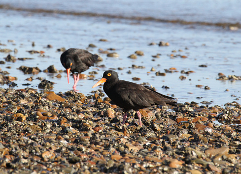 Sooty oystercatchers shorebird wader bird foraging for food on a rocky shoreline beach