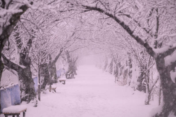 真冬の遊歩道