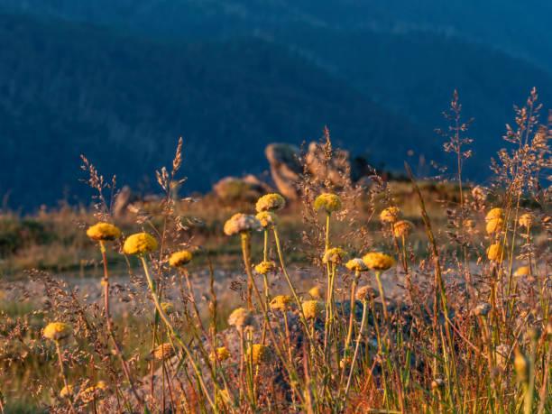 Mountain wildflowers at sunset, Falls Creek in the Victorian High Country