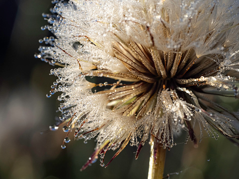 Close up  morning dew on dandelion seed