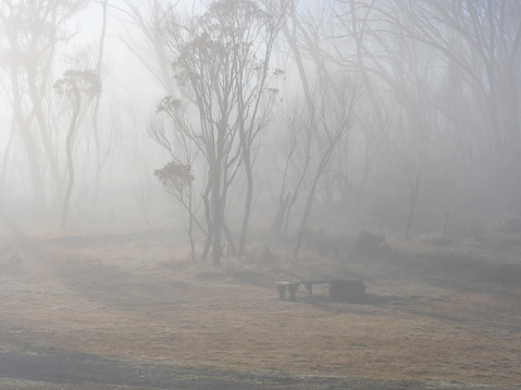 Trees and picnic table in fog, Falls Creek, Alpine National Park