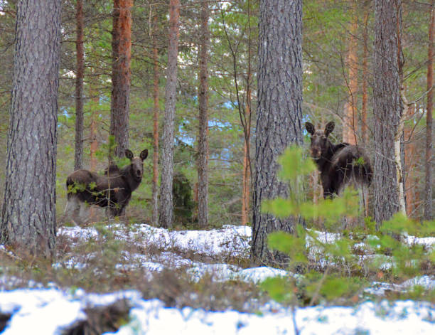 Two mooses wondering