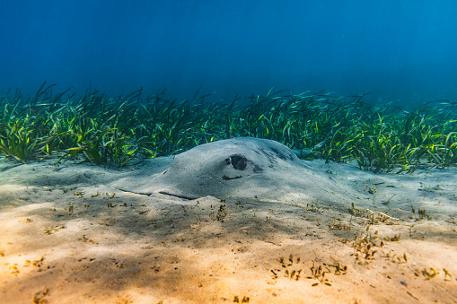 Close up of a large stingray camouflaged in the sand and seagrass at the bottom of an inlet. Photographed in Narooma Inlet, NSW, Australia.