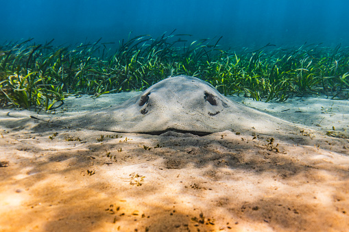 Close up of a large stingray camouflaged in the sand and seagrass at the bottom of an inlet. Photographed in Narooma Inlet, NSW, Australia.