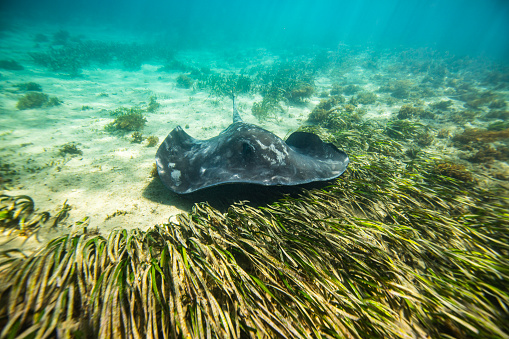 Large black stingray swimming over seaweed at the bottom of an inlet. Photographed in Narooma Inlet, NSW, Australia.