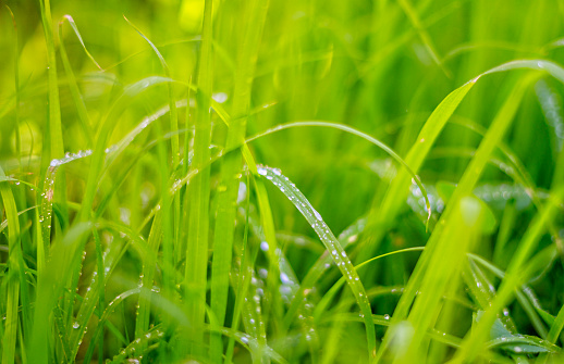 Verdant green spring grass with rain droplets in morning light