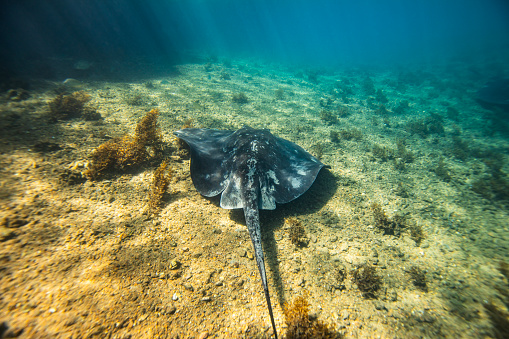 Close up of a large black stingray swimming along the sandy bottom of an inlet in clear blue water. Photographed in Narooma Inlet, NSW, Australia.
