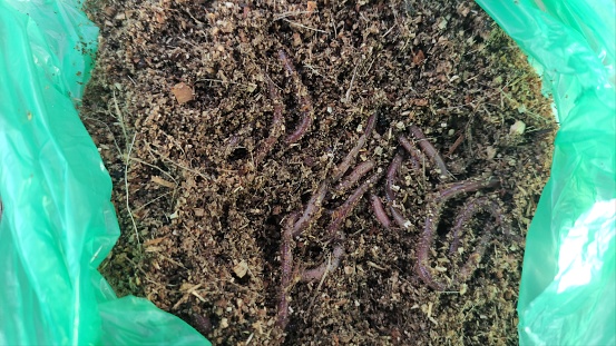 Pati, Indonesia - 8 February 2024: Red worms for fish bait and bird feed