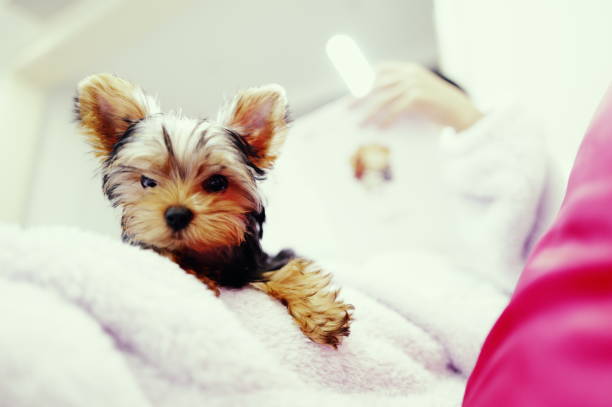 An adorable 4-month-old Yorkshire Terrier sits on its owner's lap, gazing affectionately at the camera,Captured with the Leica Q3.