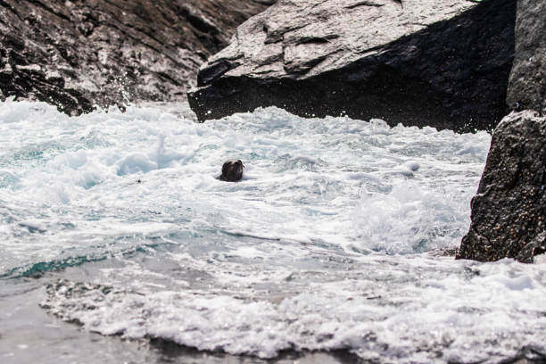 Australian sea lion or seal looking at camera while caught in whitewash