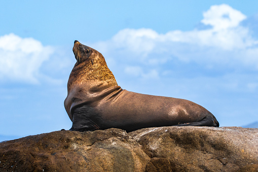 Juvenile sea lions near the rookery at Santa Barbara Island, California.