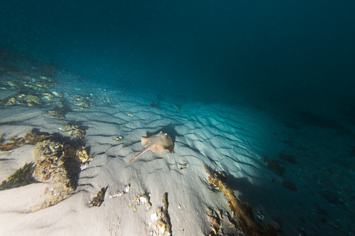 Small stingray swimming into the depths along a sandy bank