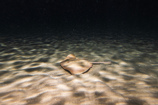 Small stingray swimming along a sand bank at night. Photographed in Narooma Inlet, NSW, Australia.