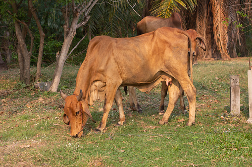 half breed cow Thai and American Brahman Very popular in Thailand because it is resistant to disease and produces many children.