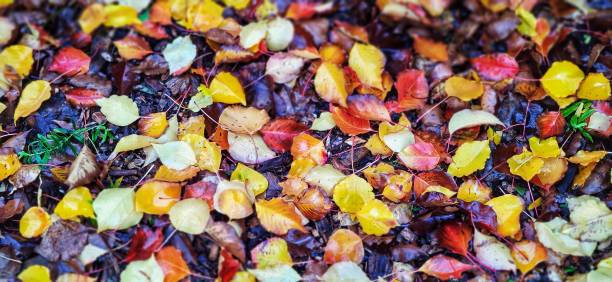 istock Wet coloured fallen autumn leaves on ground 1994032185