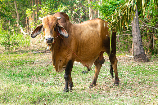 half breed cow Thai and American Brahman Very popular in Thailand because it is resistant to disease and produces many children.