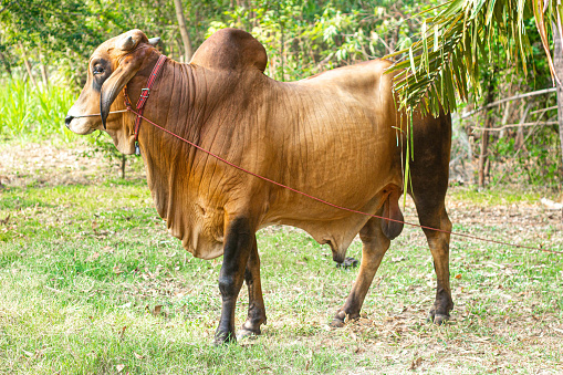 half breed cow Thai and American Brahman Very popular in Thailand because it is resistant to disease and produces many children.