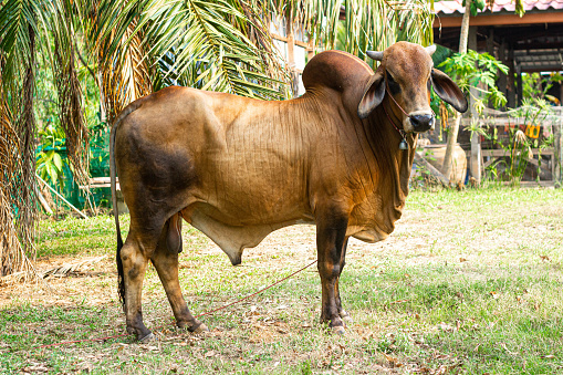 half breed cow Thai and American Brahman Very popular in Thailand because it is resistant to disease and produces many children.