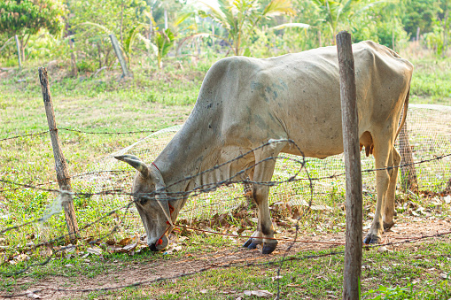 half breed cow Thai and American Brahman Very popular in Thailand because it is resistant to disease and produces many children.