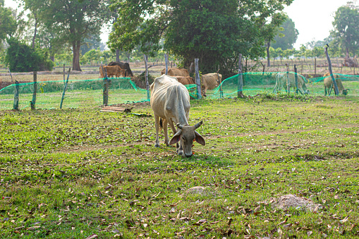 half breed cow Thai and American Brahman Very popular in Thailand because it is resistant to disease and produces many children.