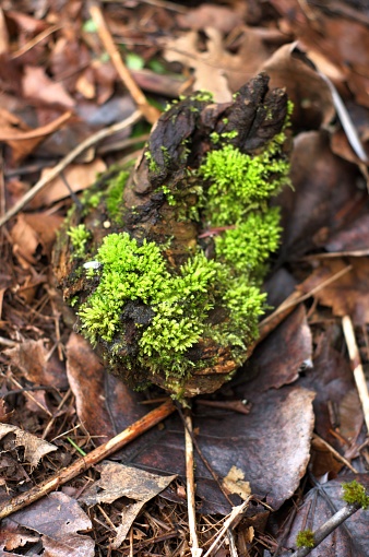 Top down view of moss growing on a tree stump, sticking out of the forest floor. Taken in public parks and nature preserves in the Hillsboro area, a suburb to the west of Portland, Oregon.