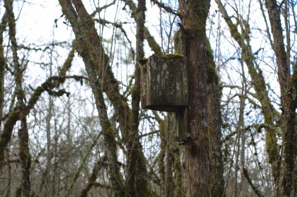 istock Birdhouse in woodland area 1994105758