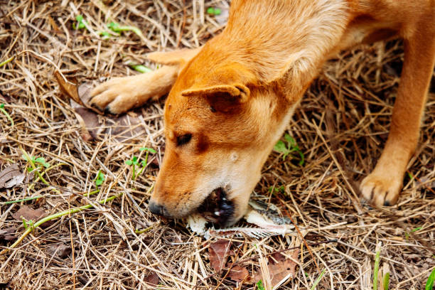 istock poor hungry homeless dog 1994130914
