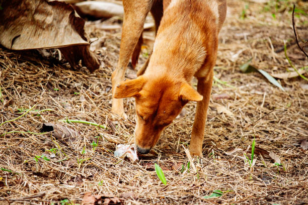 poor hungry homeless dog