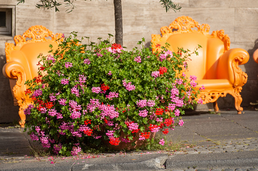 Decorative street plants in Schwäbisch Gmünd Germany, 2024