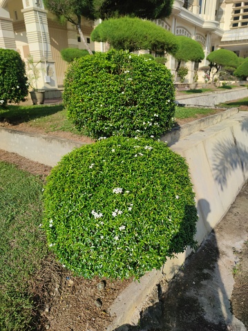Beautiful clipped yew dome with clipped ehdge behind