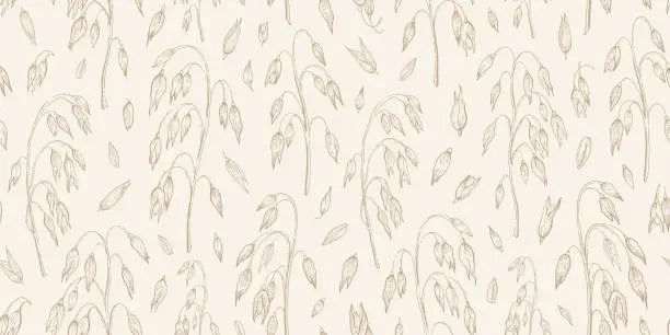 Vector illustration of Oat field pattern. Oat spikes background. Line cereal drawing. Grain farm sketch in golden color. Vector bread plant art. Oatmeal branch and seed vintage seamless pattern. Vintage Field background