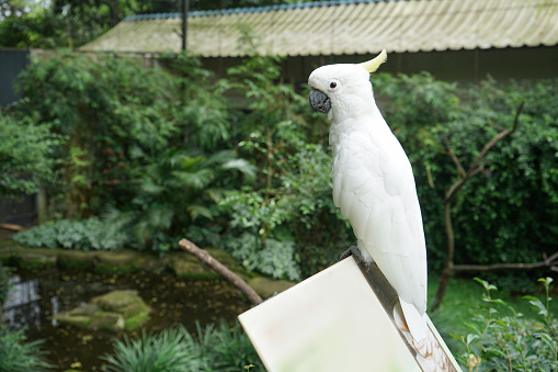 White cockatoo (Cacatua goffiniana) known as kakatua tanimbar perched on a branch. It's protected animal.