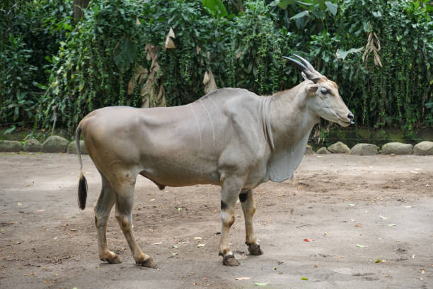 Potrait of the common eland (Taurotragus oryx), known as the southern eland or eland antelope at the zoo Potrait of the common eland (Taurotragus oryx), known as the southern eland or eland antelope, is a large-sized savannah and plains antelope found in East and Southern Africa giant eland stock pictures, royalty-free photos & images