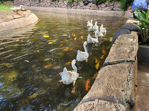 a group of white swans lined up swimming in a fish pond at the zoo